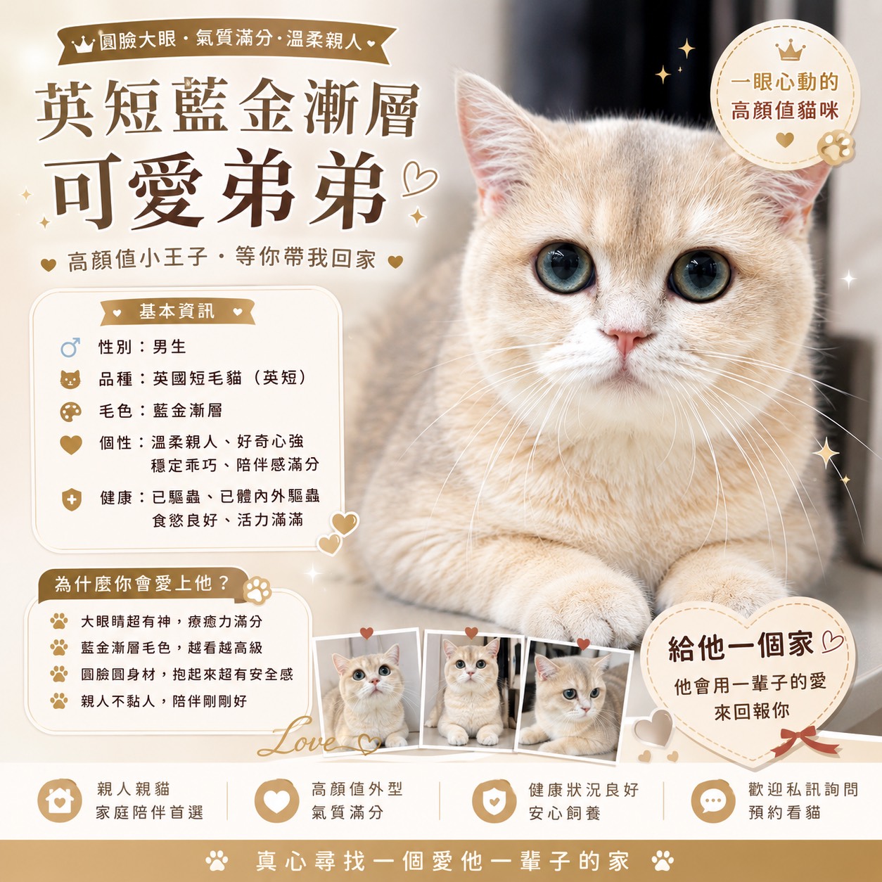 漸層系英短