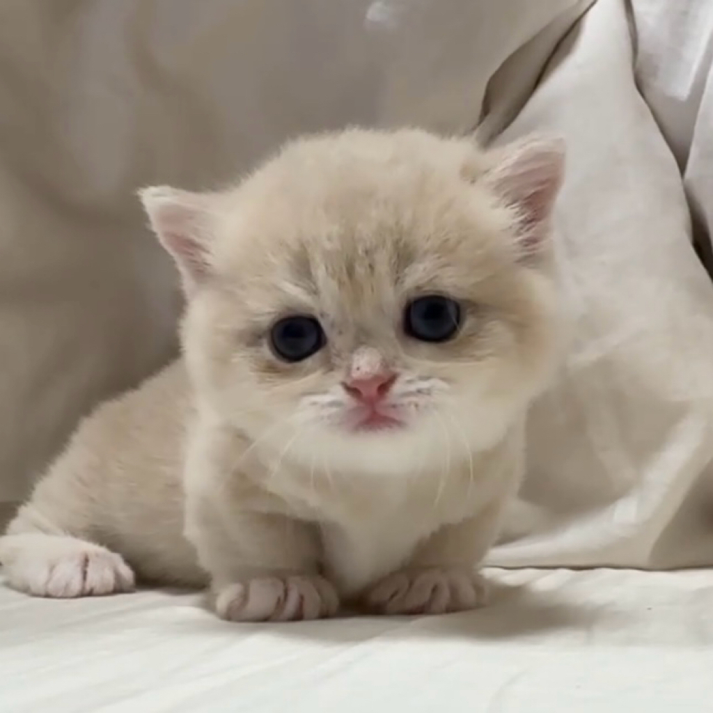 曼赤肯