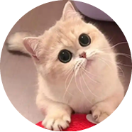 漸層英短